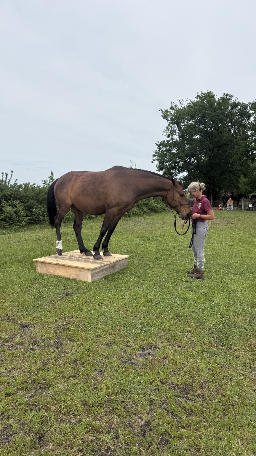 Cheval sur un podium en bois avec une accompagnante à pied