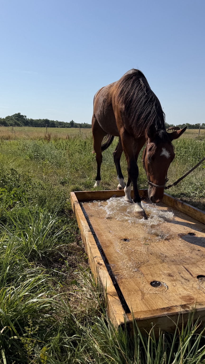 Cheval explorant l’eau d’une waterbox