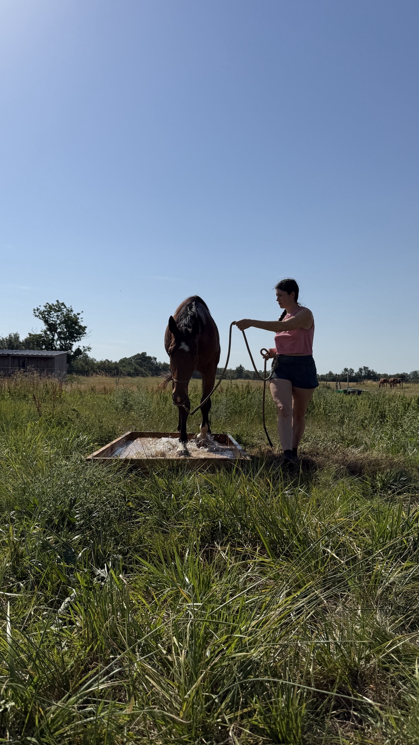 Accompagnante à pied auprès d’un cheval dans une waterbox