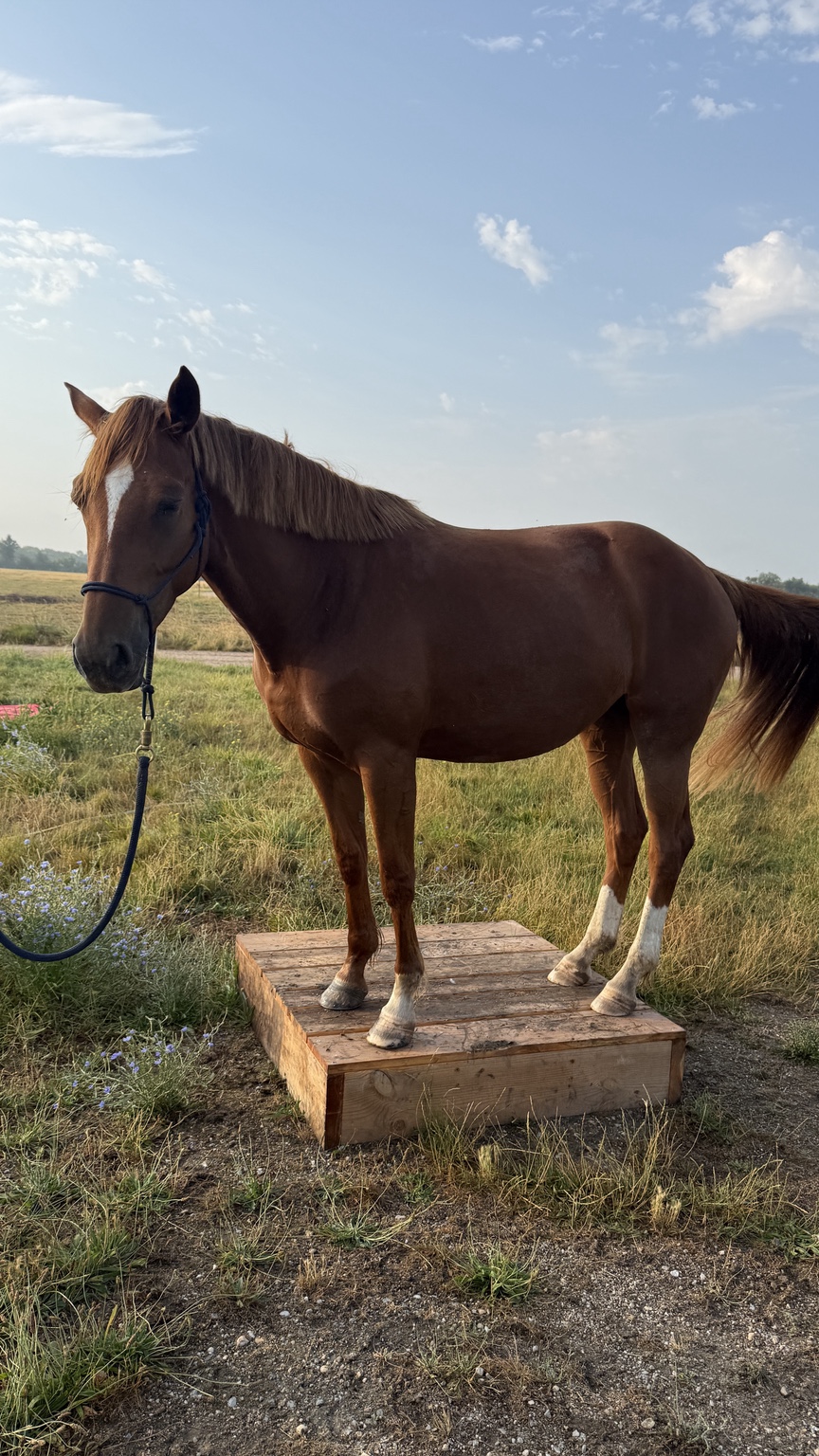 Cheval debout sur un podium en bois dans une prairie