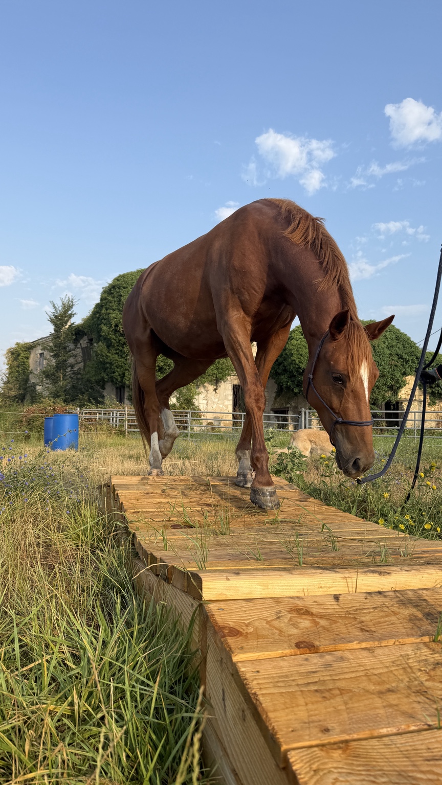 Cheval avançant sur une passerelle en bois