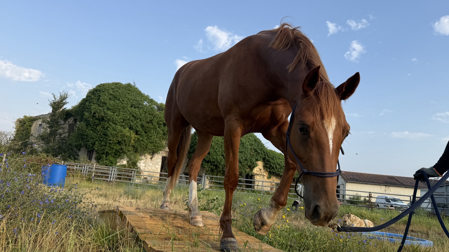 Cheval descendant d’une passerelle en bois